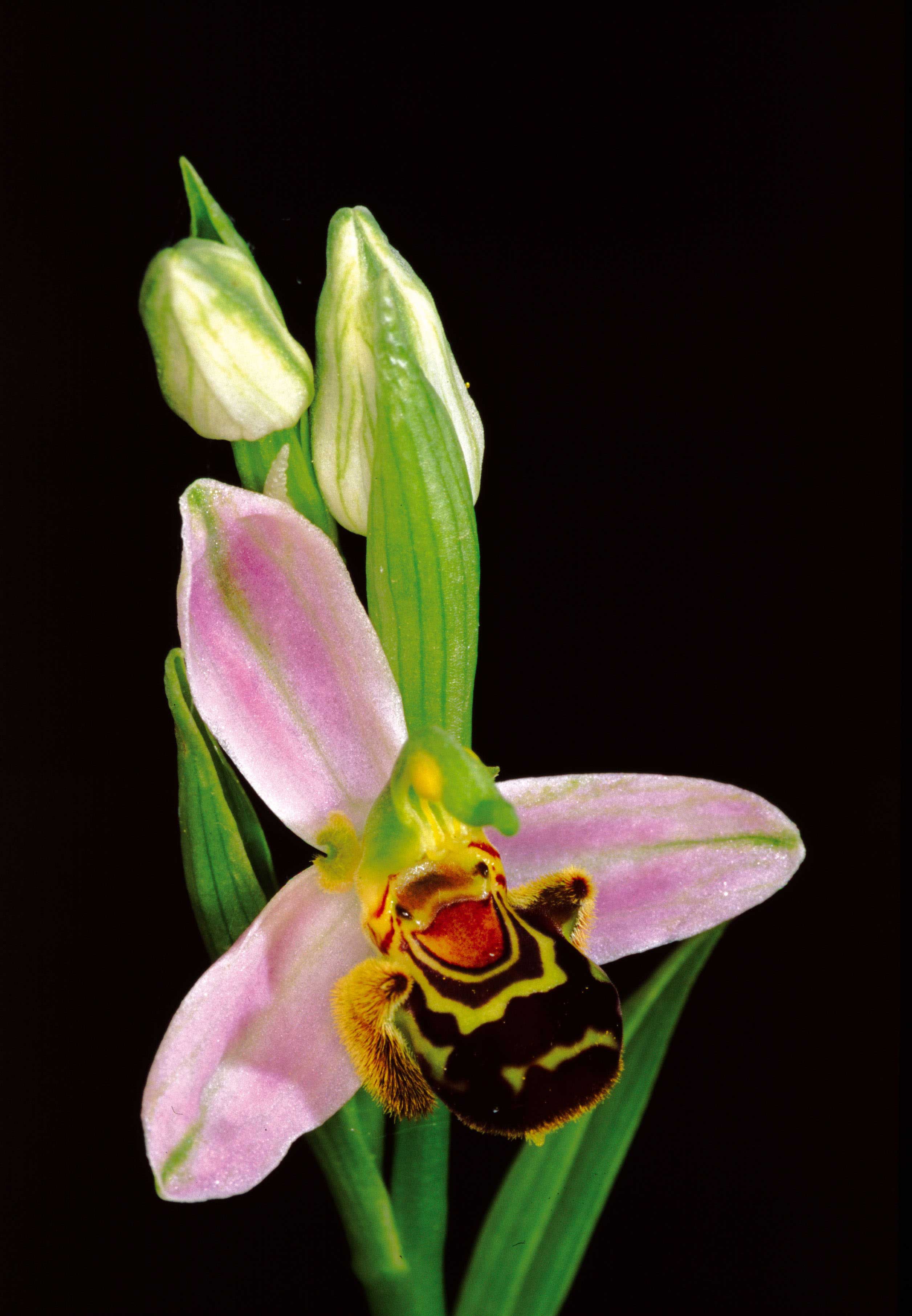 Ophrys apifera Hudson